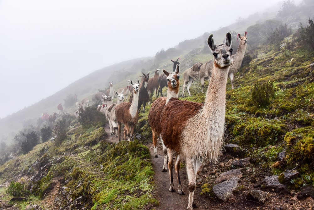 a group of llamas on a caravan during a rainy day