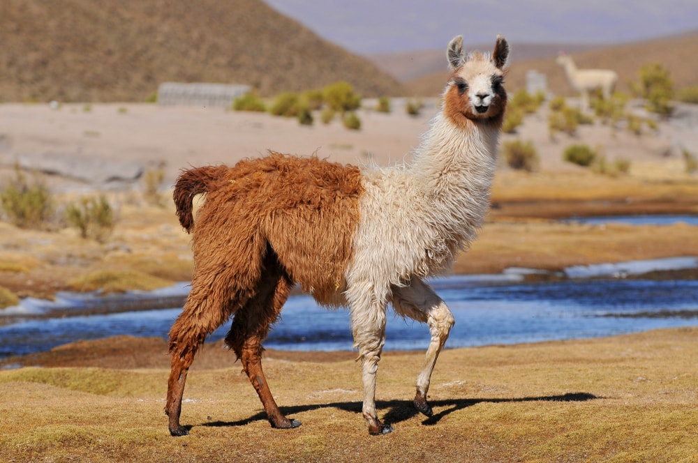 image of aa brown and white llama