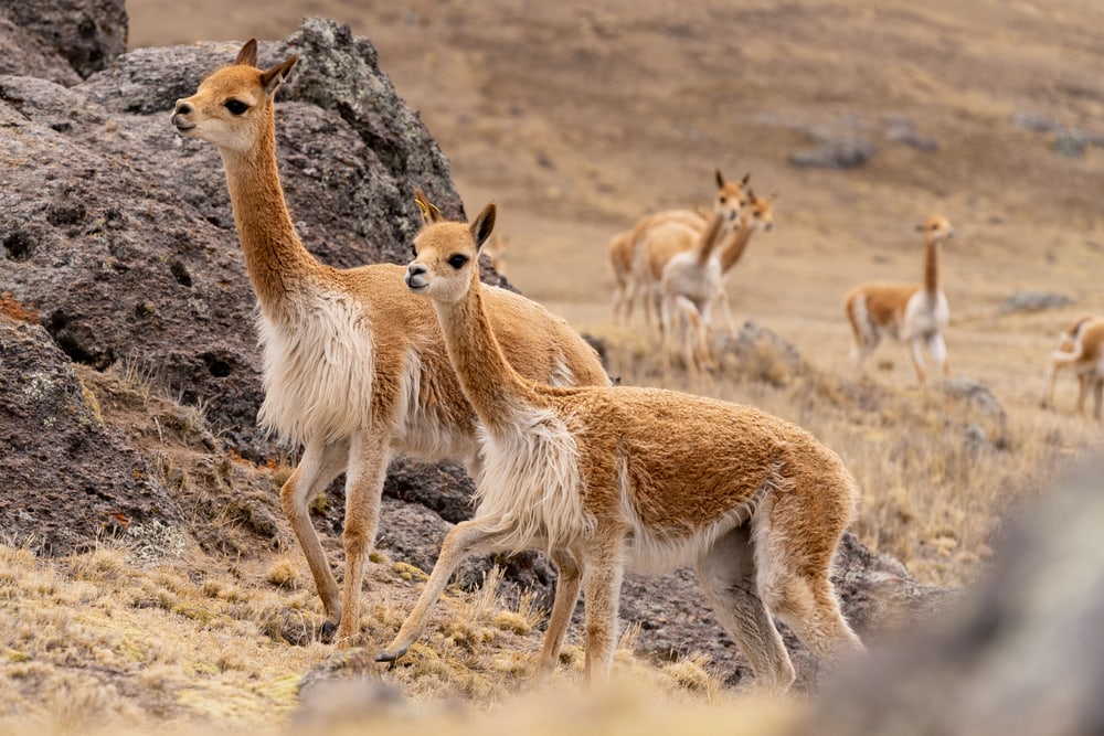 vicunas in the highlands of Peri