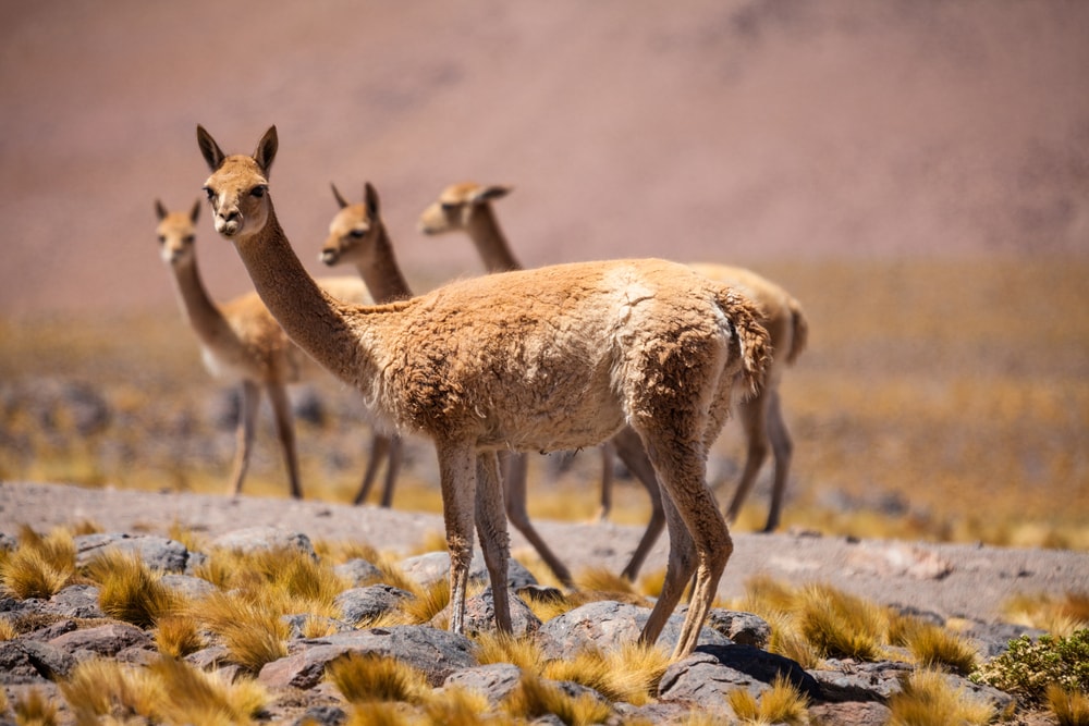 group of vicuna in the Andes