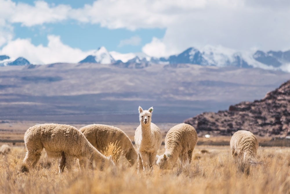 group of alpacas grazing in the Andes Mountains 