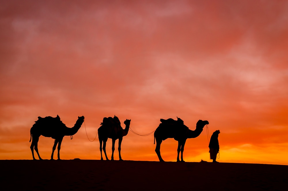 three camels walking in a desert on an afternoon