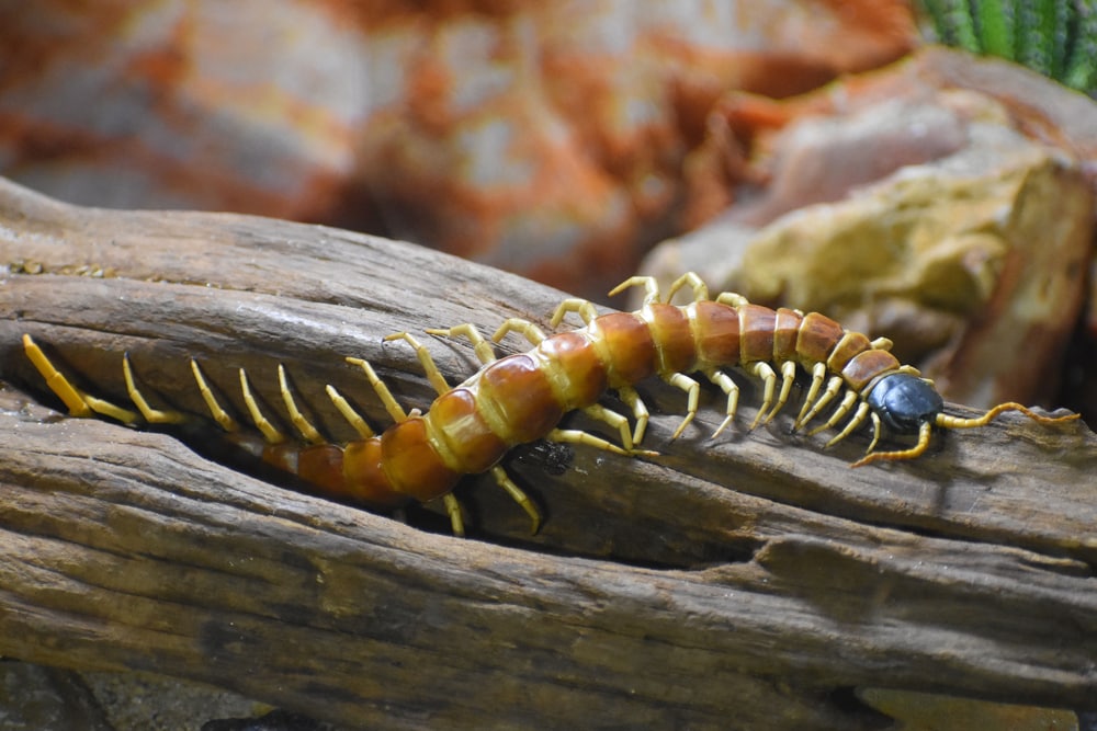 a giant desert centipede on a log