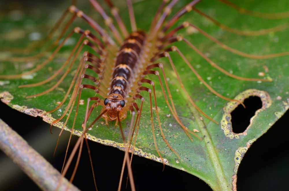 a house centipede on a leaf