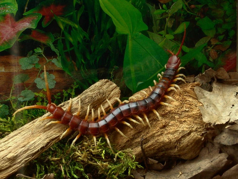 image of an Amazonian giant centipede in a terrarium setting