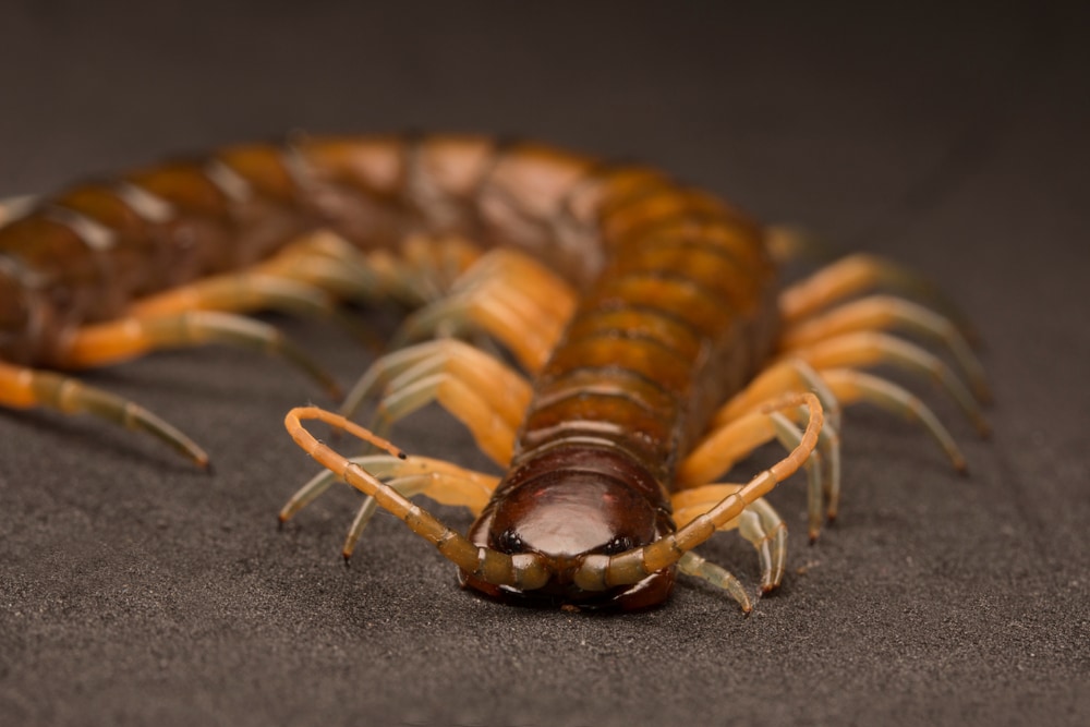 A close up image of a centipede's face