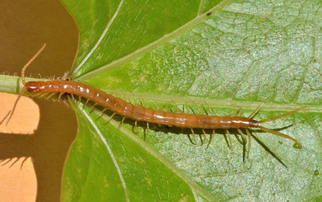 a western fire centipede, which is native to California and the western United States, crawling on a leaf