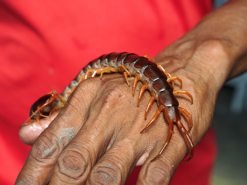 a centipede crawling on a man's hand