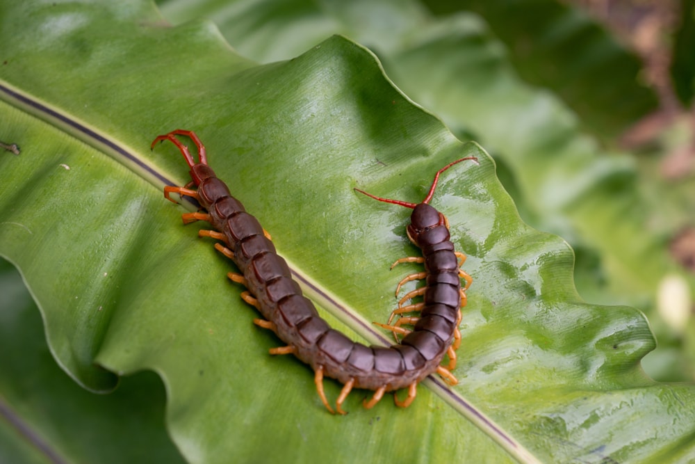 a centipede crawling on top of a leaf