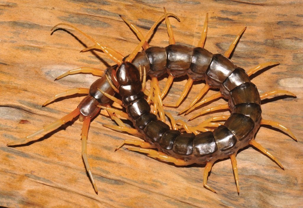 an aquatic centipede (Scolopendra cataracta), the only type of centipede that  is aquatic, on a wooden surface