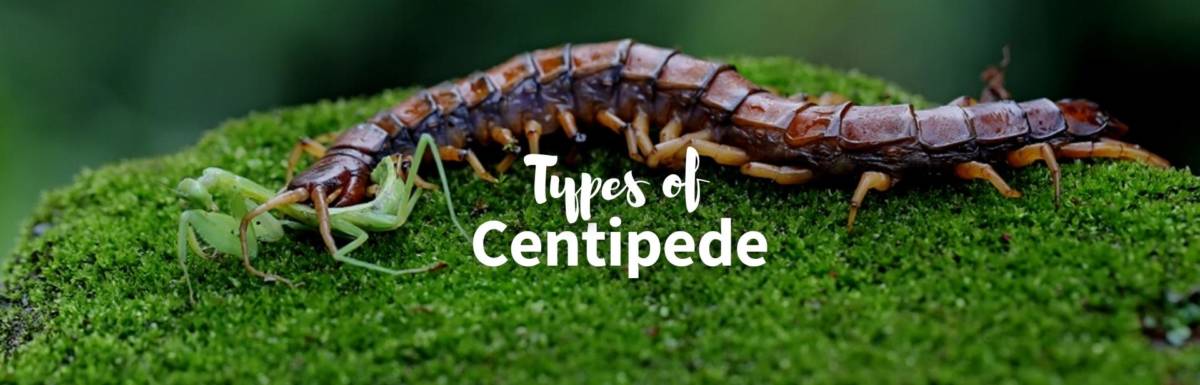 types of centipedes featured image