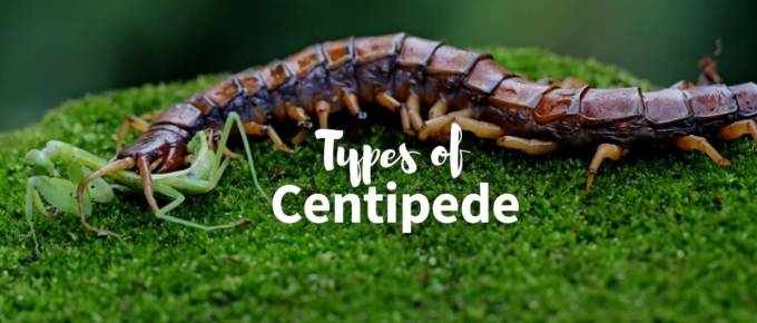 types of centipedes featured image