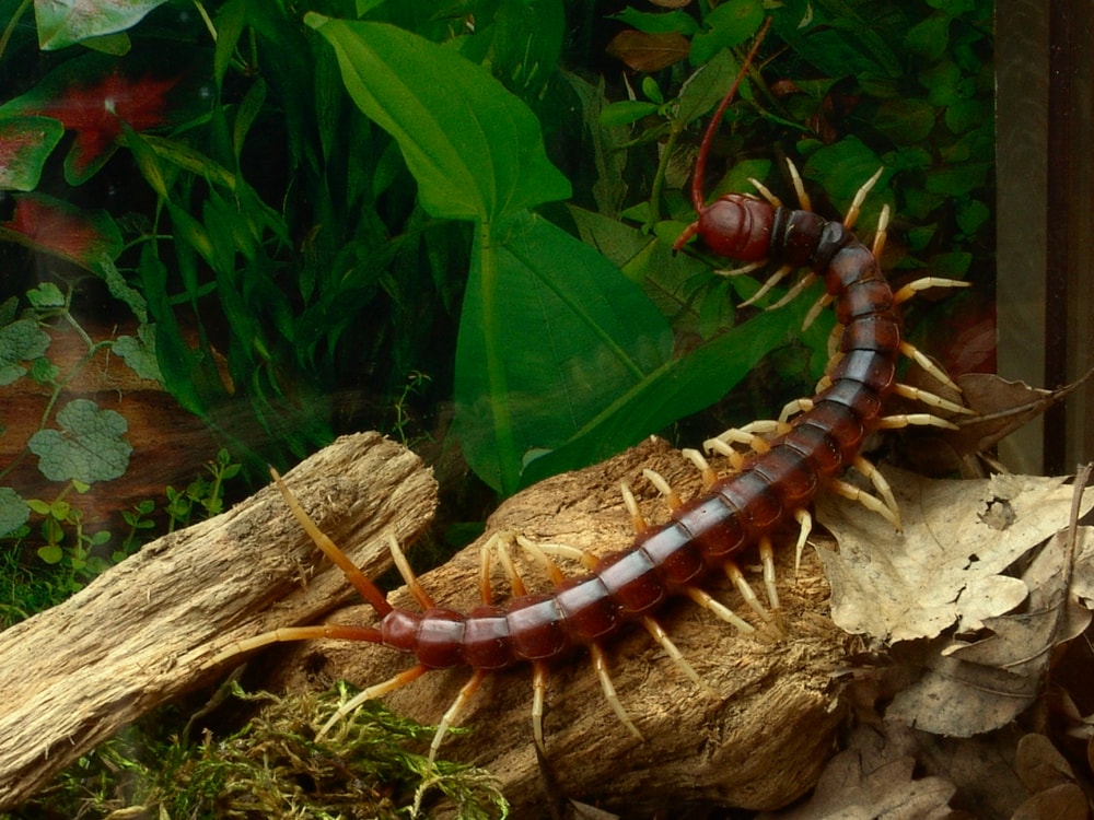 a giant Amazonian centipede in a terrarium