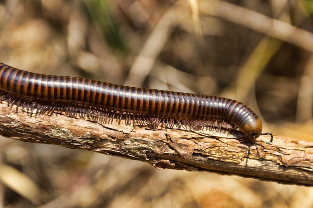 a millipede  crawling on a tree branch