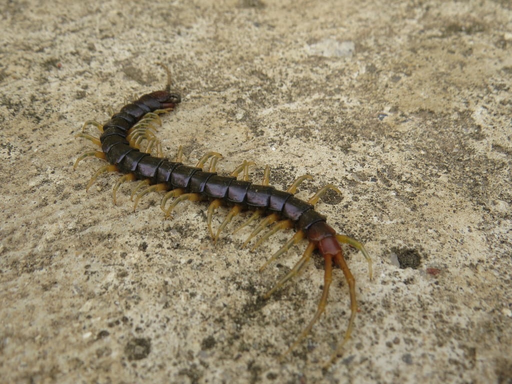 a minor blue leg centipede crawling on the ground