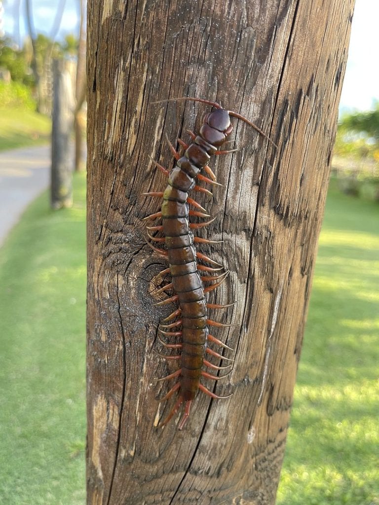 image of a Pacific giant  centipede on a tree in Hawaii