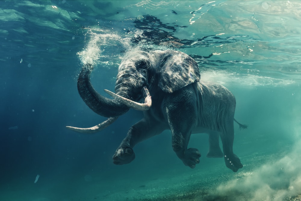 image of an African elephant swimming underwater