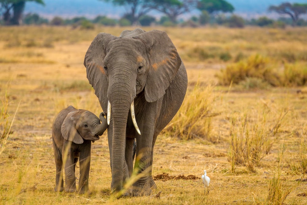 a mother elephant and her baby walking in a National Park