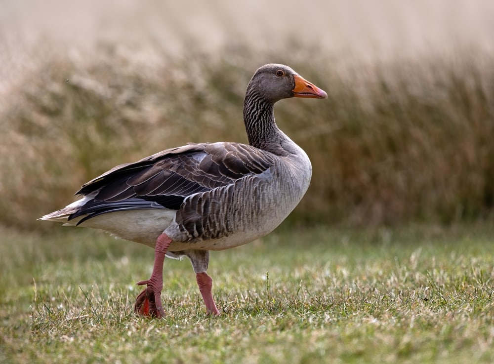 image of a Pink-footed Goose walking on the grass
