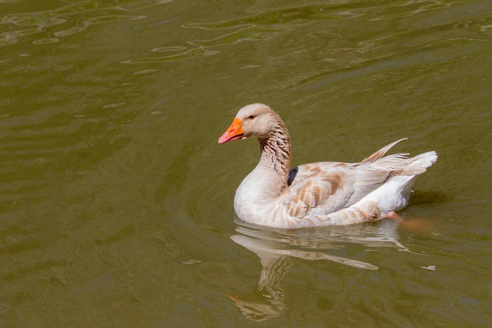 American buff goose, a breed of domestic goose native to the United States, swimming on a lake