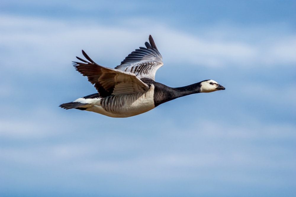 a barnacle goose in flight 