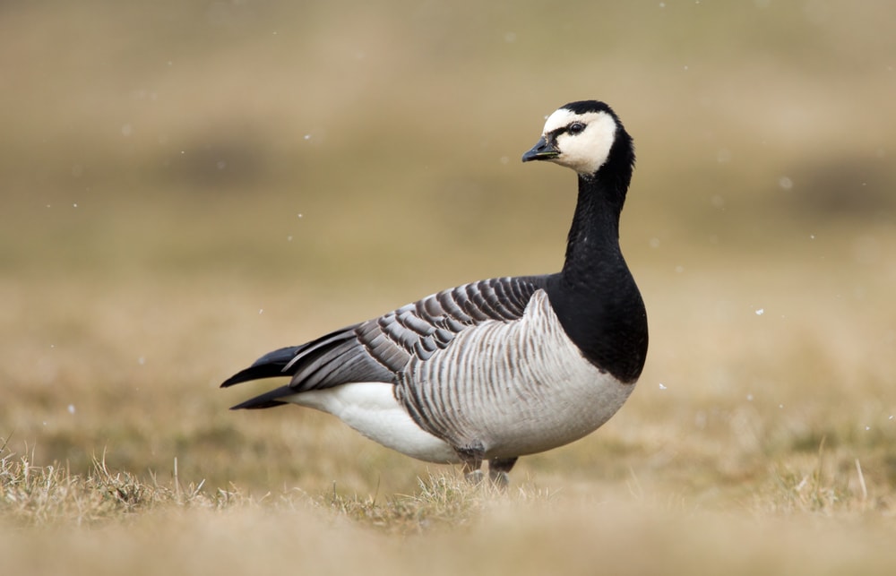 a barnacle goose standing on grass