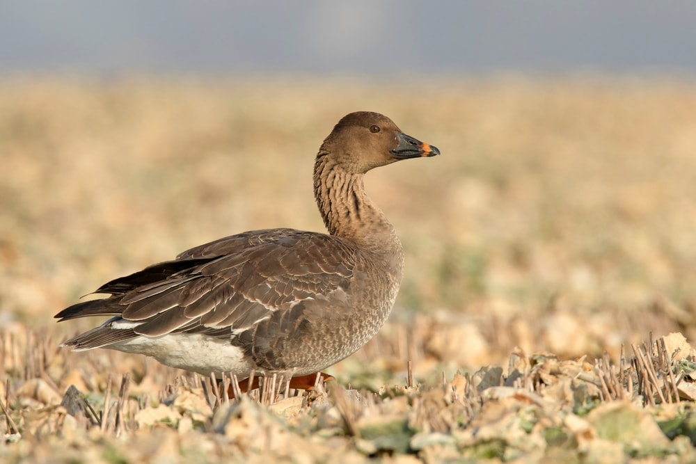 image of a bean goose on a grassy field showing its orange stripe on its bill