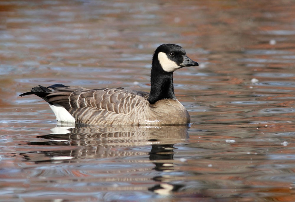 image of a cackling goose swimming on a pond