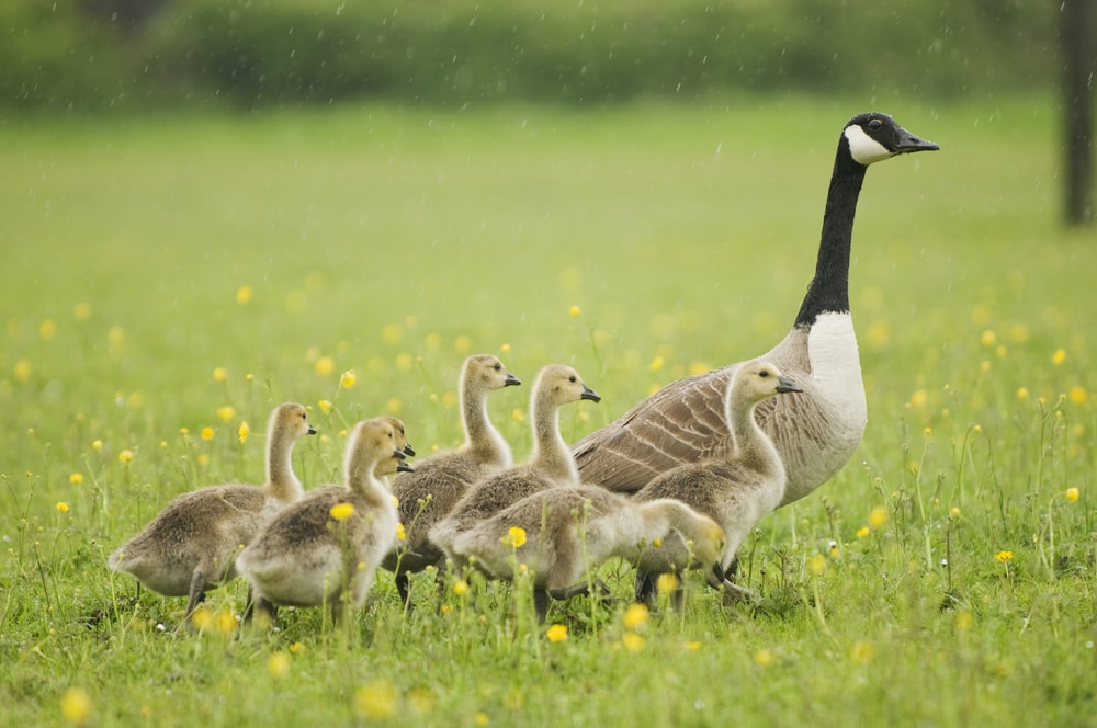 image of a Canada goose walking on grass with her goslings