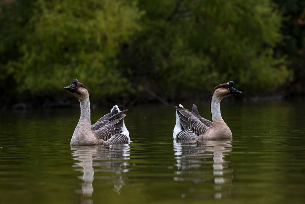 two Chinese geese on a lake