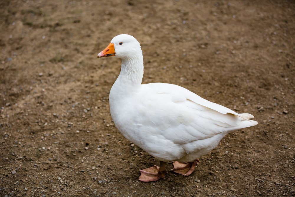 image of a Czech goose standing on the ground