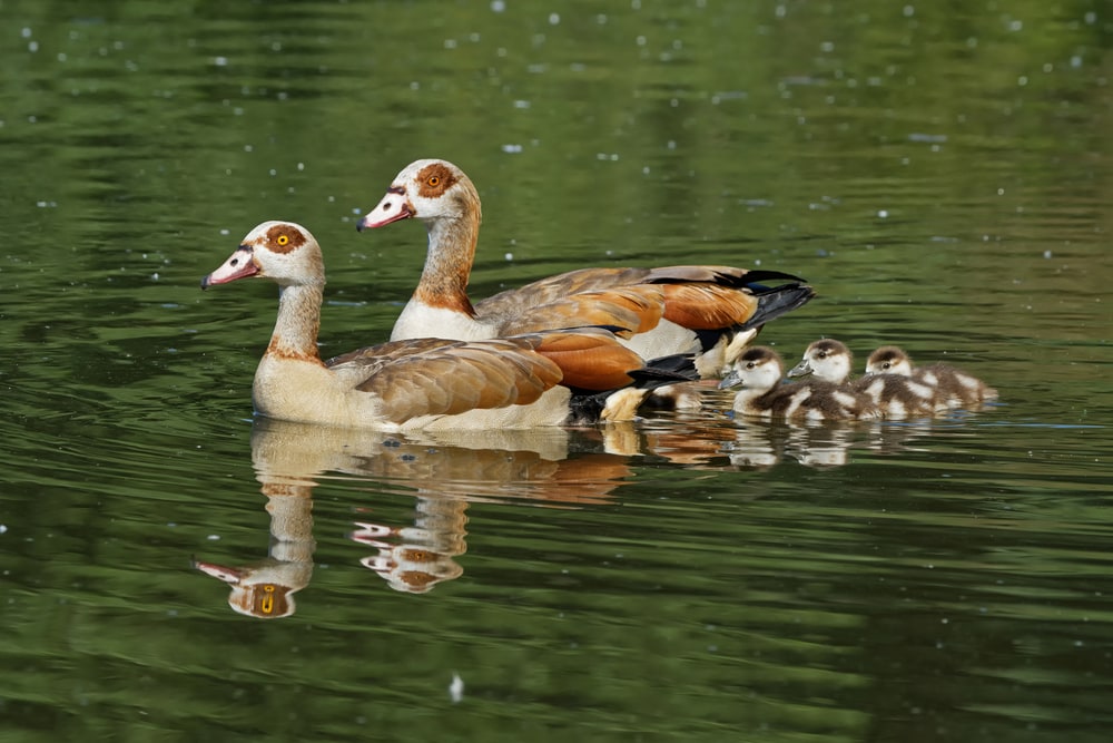 image of an Egyptian geese with their goslings swimming on a pond