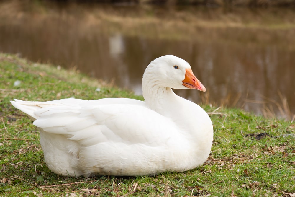 image of an Emden or Embden goose laying on the grass