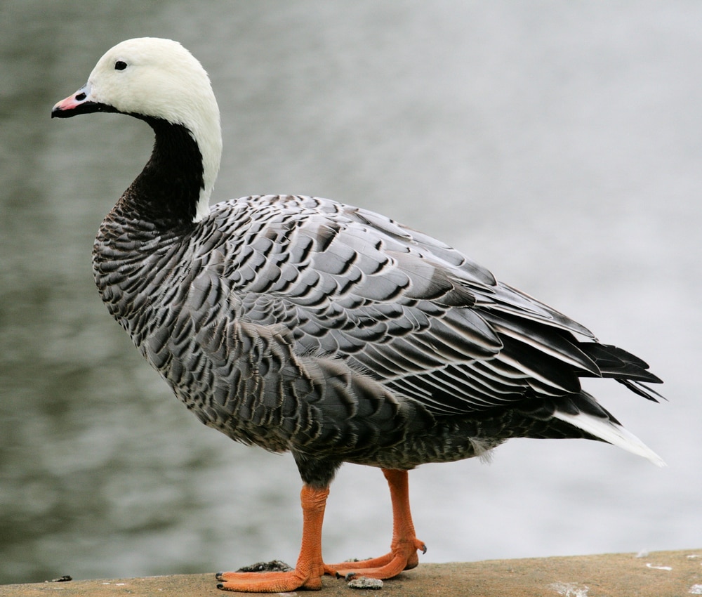 image of an emperor goose standing by the pond