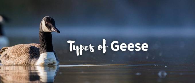 types of geese featured image