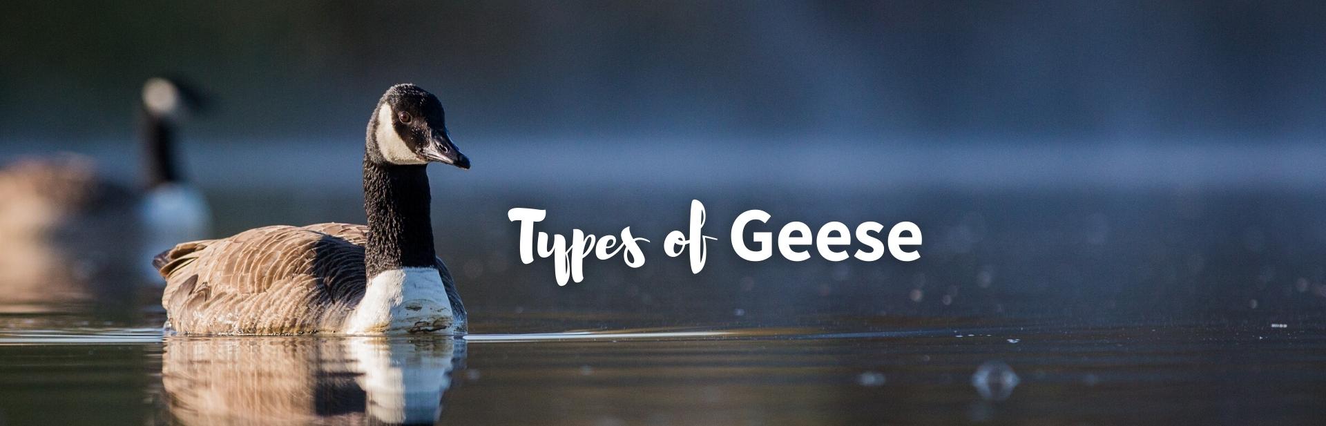 Unveiling 26 Types of Geese From Around The Globe and Their Characteristics: From Wild Wonders to Domestic Delights