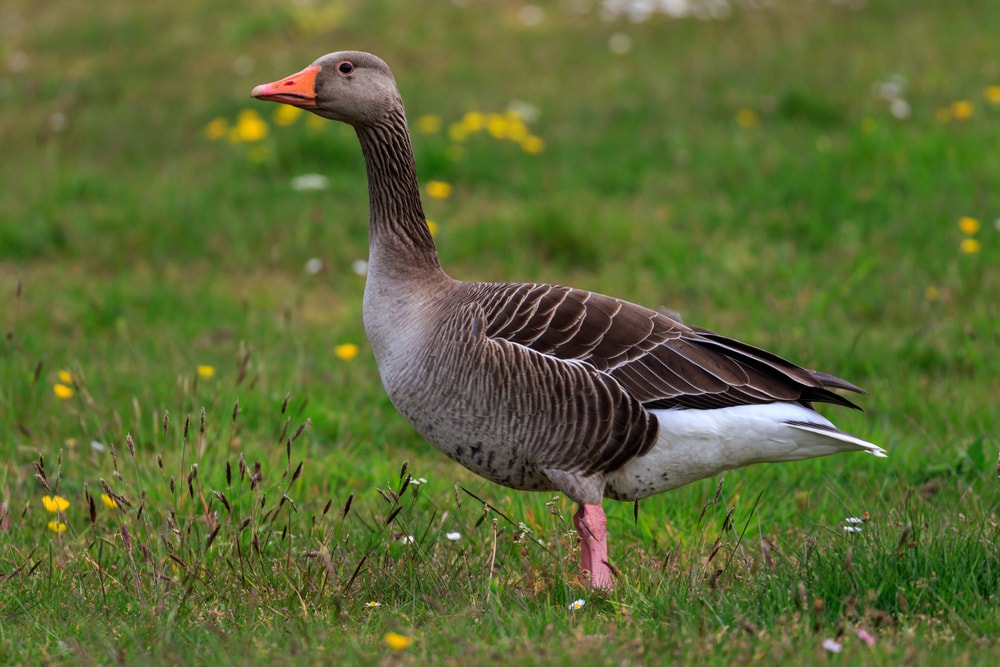 a graylag goose standing on a grassy field with wild flowers