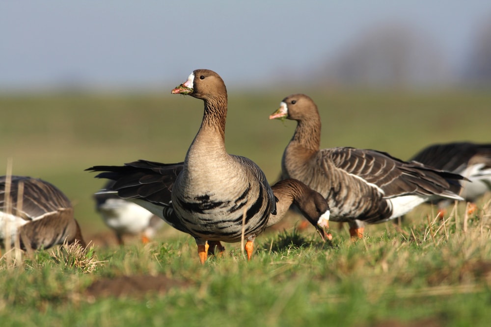image of greater white-fronted geese on a meadow