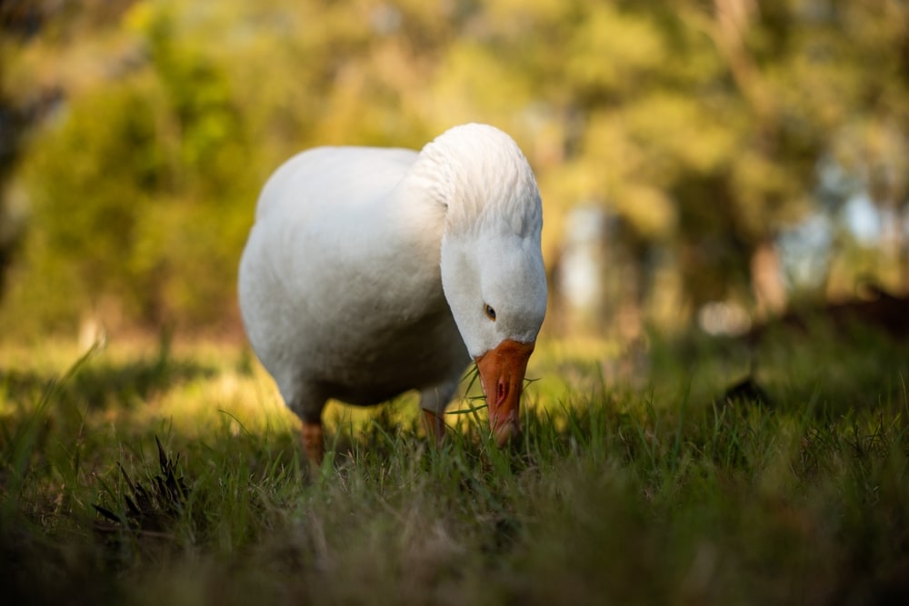 a white male pilgrim goose eating grass