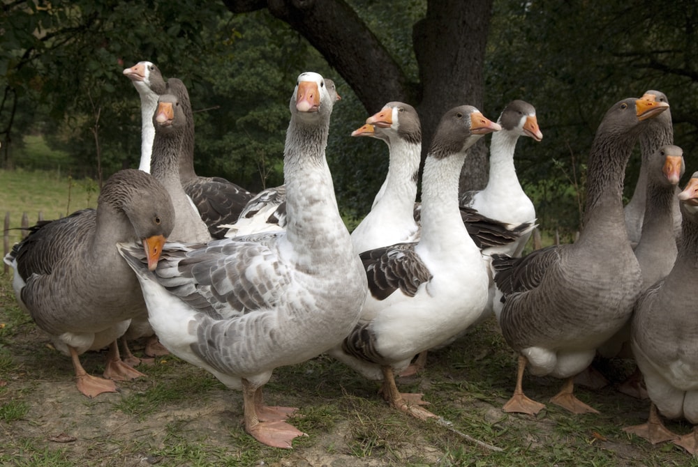 image of a flock of Pomeranian geese  