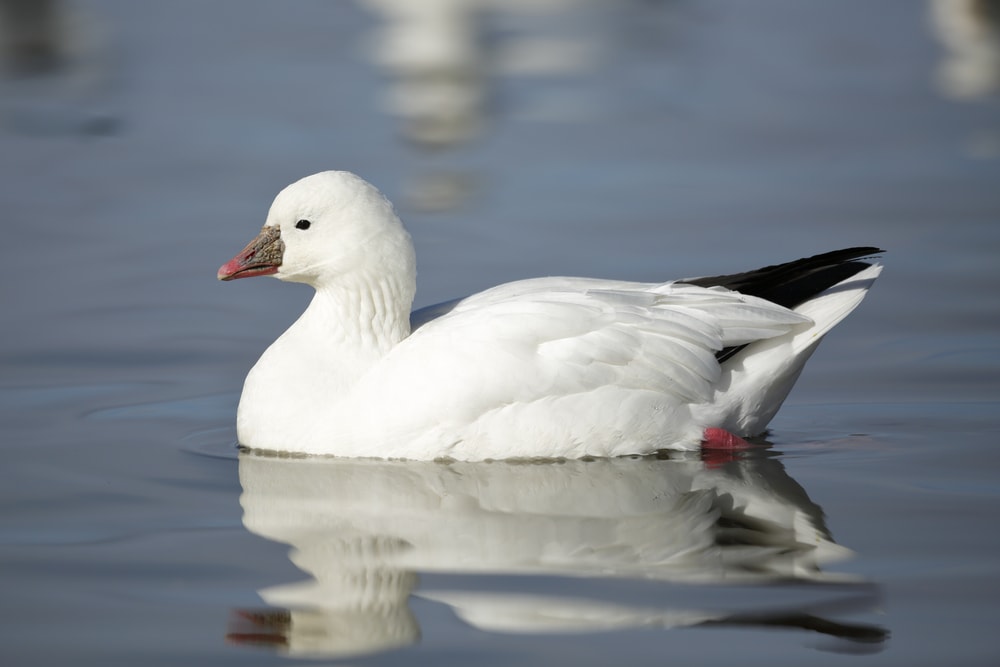 a lone Ross's goose swimming on a calm water
