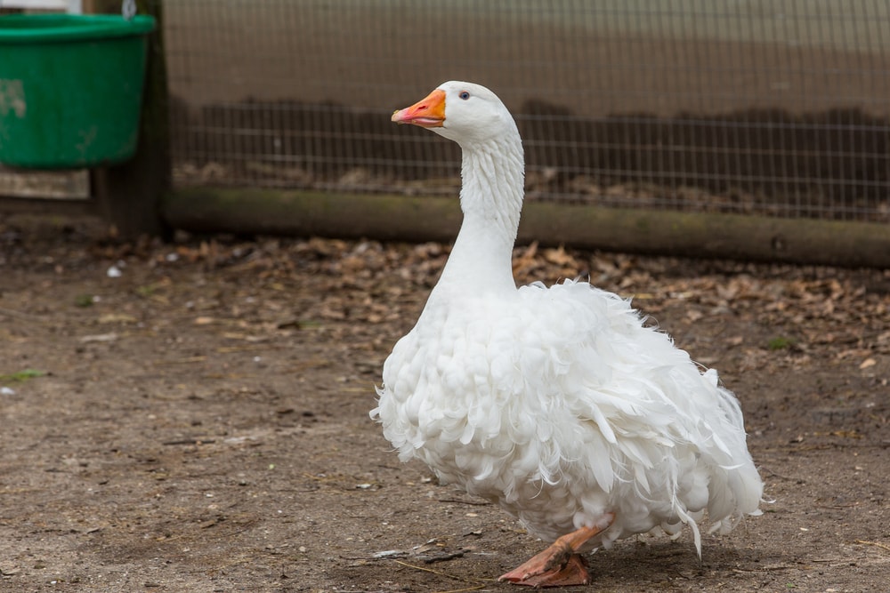 a Sebastopol goose walking on a farm