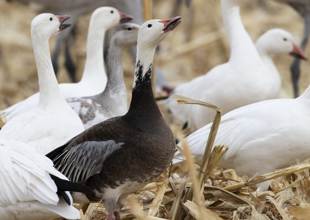 an adult blue morph snow goose in a calling postition