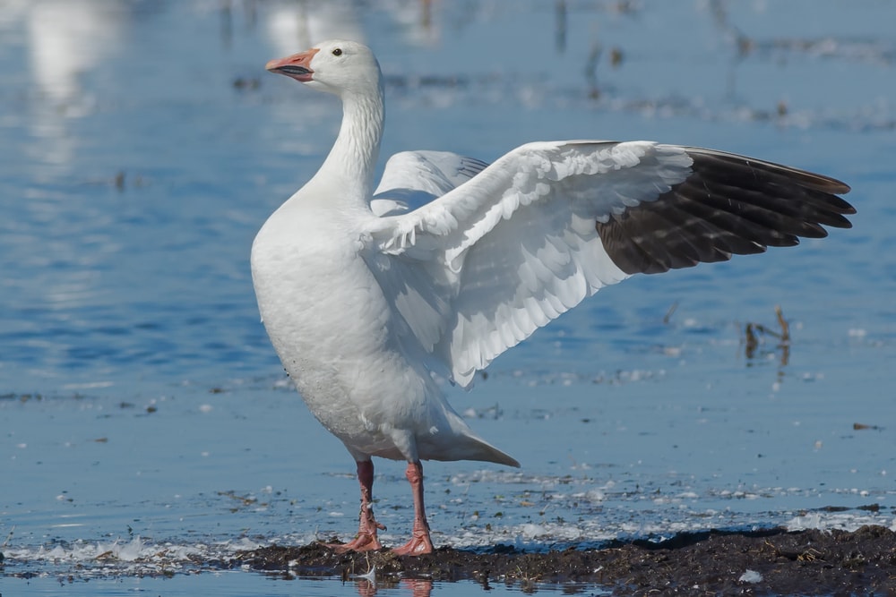 a snow goose standing on a mud flat