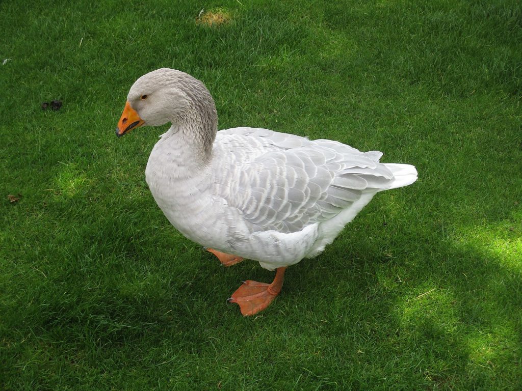 image of a Steinbacher goose on the grass
