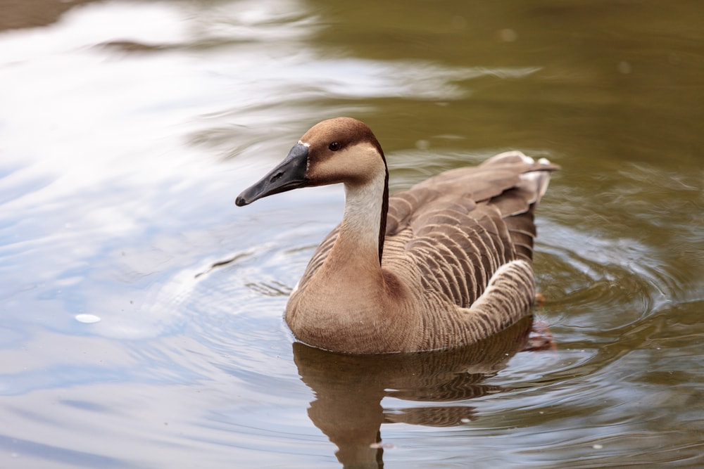 a swan goose swimming on a pond