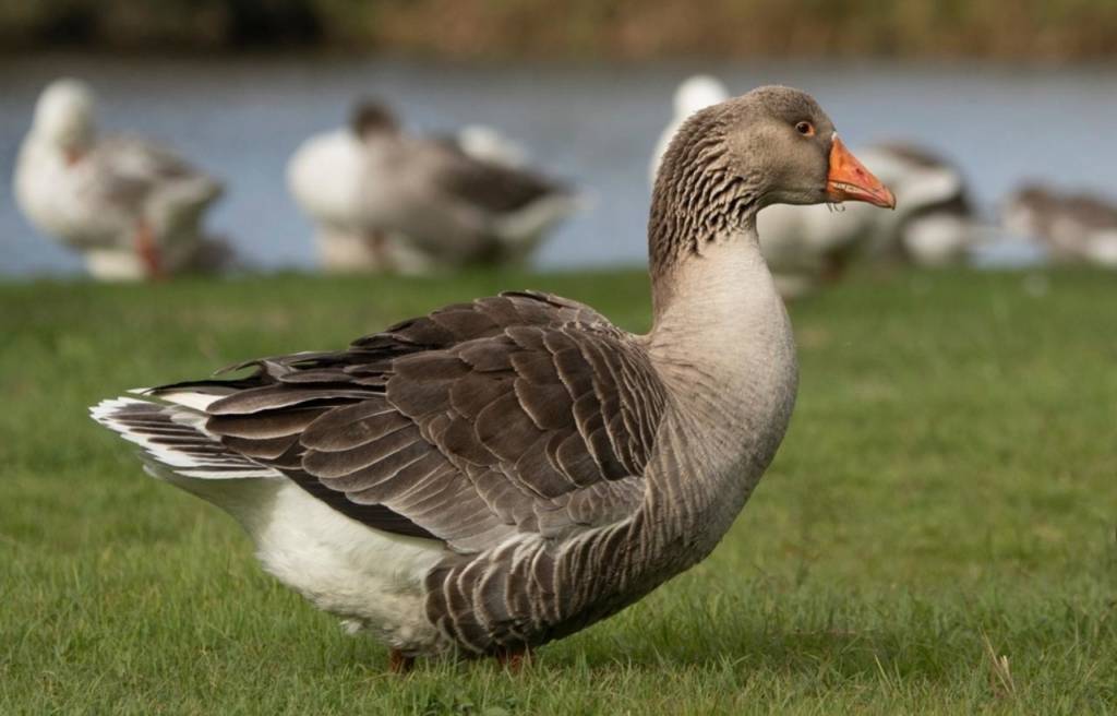 a female pilgrim goose on a grass