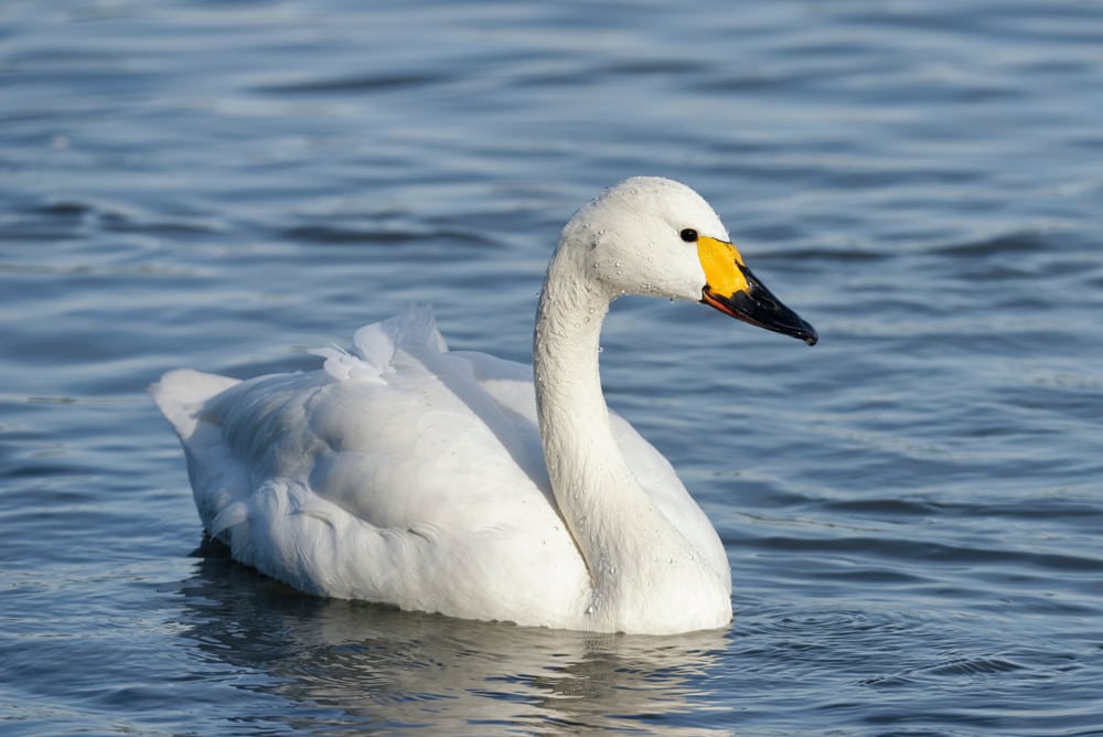 image of a lone Bewick's s swan on a a lake