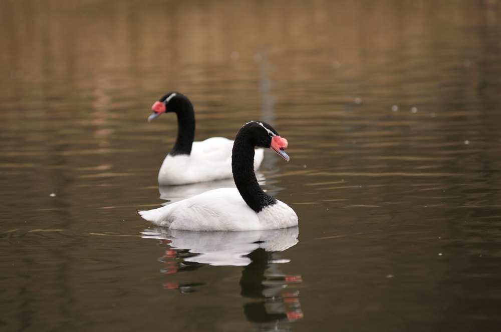 two black-necked swan swimming on a lake