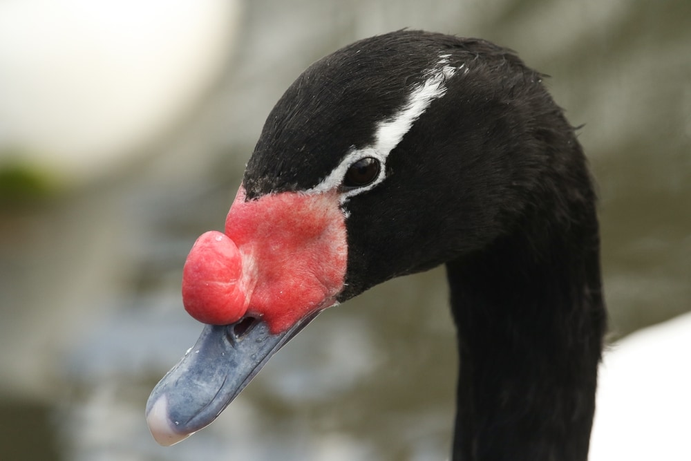 close up and detailed image of a black-necked swan head